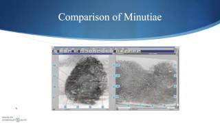 Fingerprint Analysis Part 3 Minutiae [upl. by Auqkinahs]