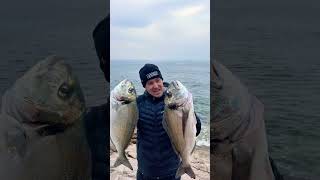 Novi video kroz par danaORADE fishing fish orade orada ribolovsaobale surfcasting fishing [upl. by Lledyl]