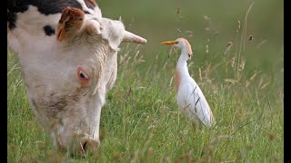 Héron Gardebœufs sa vie dans nos prairies humides [upl. by Bronson176]