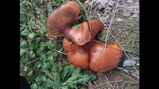 Omphalotus olearius commonly known as the jack o lantern mushroom [upl. by Roosnam]