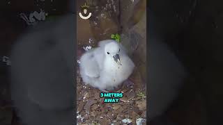 North Fulmar Survival Tricks You Never Knew [upl. by Lole661]