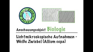 Anschauungsobjekt Biologie – Mikroskopische Aufnahmen – Weiße Zwiebel Allium cepa [upl. by Carlstrom642]