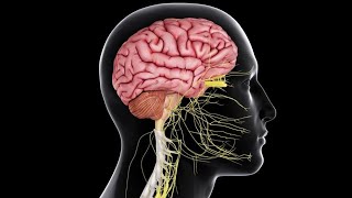 Physiology  CNS  lecture 7  ThalamushypothalamusLimbic systemSleep amp EEG 1052018 [upl. by Vod458]