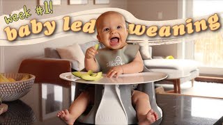 First Week of Baby Led Weaning at 6 Months Old  BLW Tips  Advice [upl. by Dominique674]