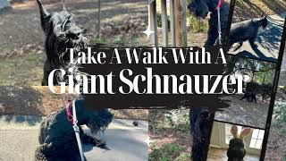 Dog Facts 101  Take A Walk With A Giant Schnauzer [upl. by Yearwood]