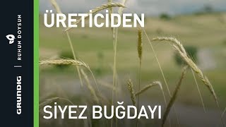 Üreticiden Siyez Buğdayı  Grundig  Ruhun Doysun [upl. by Killy274]