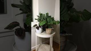 Prayer Plant Timelapse [upl. by Sands395]