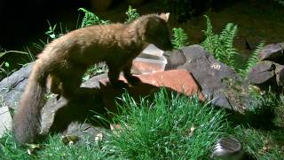 Pine Marten Vs Farm Cat  they are friends really [upl. by Lamej]