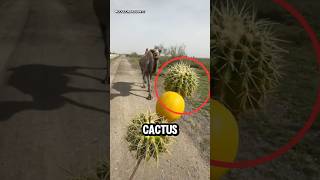 CAMMELLO MANGIA UN CACTUS E VIENE FREGATO 😱 virale [upl. by Shafer]