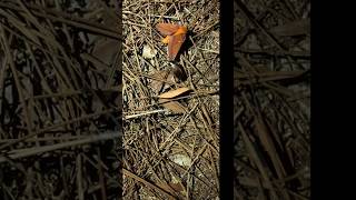 Flatbug Passerby nibbles a cool orange Moths wingtiptaste test😂 moth insects meetup [upl. by Montano868]