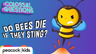 Why Do Bees Die After Stinging You  COLOSSAL QUESTIONS [upl. by Llij841]