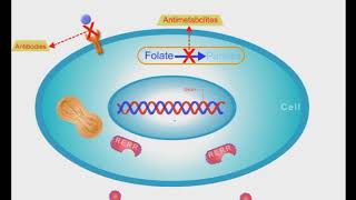 Alkylating Agents Pharmacology Examples MOA Adverse Effects [upl. by Ellehcor]