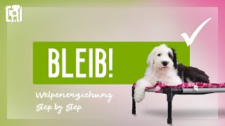 Hund Bleib beibringen  Welpenerziehung Step by Step [upl. by Aihsa]