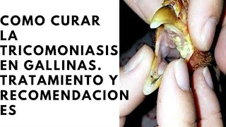 como curar la tricomoniasis en las aves [upl. by Teerprah]