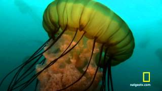 Sea Nettle Jellyfish Birth [upl. by Danila315]