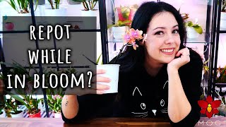 How to safely repot a Phalaenopsis Orchid while in bloom  Orchid Care for Beginners [upl. by Balch]