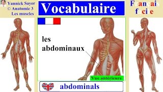 1000 mots en français  Apprendre le vocabulaire des muscles humains [upl. by Brinn327]