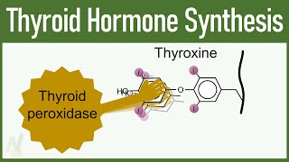 Thyroid Hormone Synthesis [upl. by Magdalen]