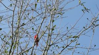 CARDINAL BIRD SINGING IN FEBRUARY TEXAS NATURE SOUNDS [upl. by Mattias415]