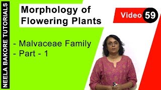 Morphology of Flowering Plants  NEET  Malvaceae Family  Part 1  Neela Bakore Tutorials [upl. by Olatha]