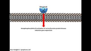 Rituximab  Mechanism of Action [upl. by Ianthe74]