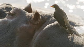 Oxpeckers Take Advantage of Their Hippo Hosts [upl. by Atrahc287]