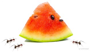 Ants vs Watermelon [upl. by Nylsaj]