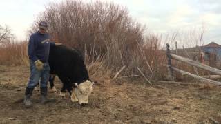 Attitude of Black Hereford Bulls [upl. by Arit915]