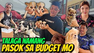 SUPER CUTIE NA MGA PETS AND DAMI  GROTTO PET MARKET UPDATE  SEPTEMBER 22 2024 [upl. by Tevis235]