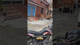 COW माता रोटी खाने आई😇😇 viral shorts foryou youtubeshorts funny comedy trending [upl. by Yenar]