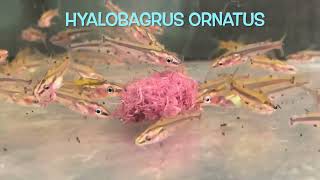 Hyalobagrus ornatus [upl. by Cohberg]