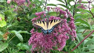 Joe Pye Weed Plant Profile [upl. by Dyer]