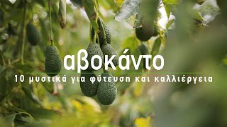 🥑 Αβοκάντο 10 μυστικά για φύτευση και καλλιέργεια  How to Grow Avocados English subs [upl. by Landis460]