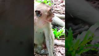 Cheeky Monkeys Outsmart Visitors in Forest Mommy monkeyforest cute babymonkeys animals [upl. by Skyler]