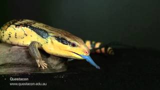 BlueTongue Lizard in SLOW MOTION [upl. by Sofko]