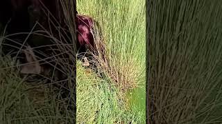 rohu fish hunting in chakwal dam fishinginpakistan [upl. by Oelgnaed]