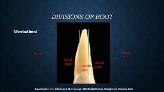 Divisions of the tooth Line angles and point angles [upl. by Ayanad917]