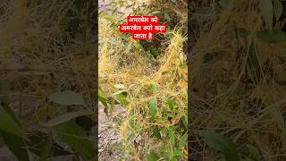 CuscutaAmarbel अमरबेल Total stem parasite amazingfacts factsinhindi [upl. by Eleaffar]