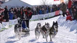 Schlittenhunderennen Clausthal Zellerfeld 2015 Harz [upl. by Merceer652]