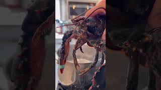 why do lobsters boil alive 🦞 [upl. by Eelamme]