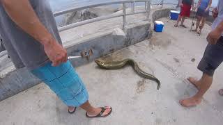 moray eel bite a fisherman at Jupiter FL inlet fishing point [upl. by Uyr]