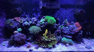 Reef Aquarium  9272024 [upl. by Elburt]