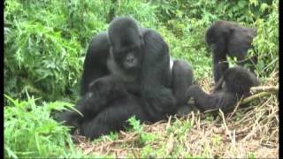 Gorillas mating footage Rwanda  World Primate Safaris [upl. by Matland]