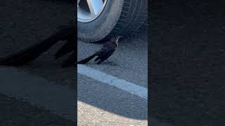 Watching a greattailed grackle loitering birdspecies birdshorts birdwatcher bird lover [upl. by Anniram]