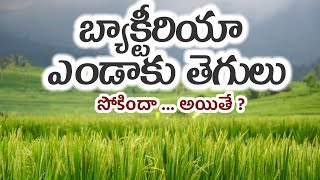 blb in paddy  వరిలో ఎండాకు తెగులు నివారణ  bacterial leaf blight in paddy [upl. by Oliric]