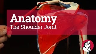 Anatomy The Shoulder Joint [upl. by Merrilee]