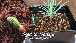 Seed to Bonsai Stone Pine Pinus Pinea 1 [upl. by Akcimahs]