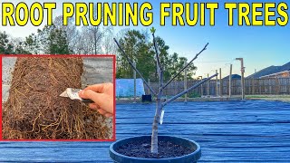 How To ROOT PRUNE FRUIT TREES In Containers Complete Guide [upl. by Sears]