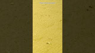 Perseverance Rover Sol 1324  Mars New 4k Video  Mars 4k Video  Mars In 4k  Mars shorts [upl. by Nehtanoj]