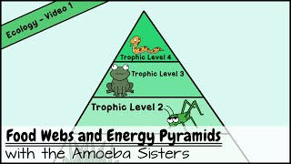 Food Webs and Energy Pyramids Bedrocks of Biodiversity [upl. by Anoo313]